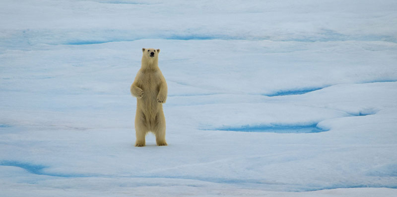 A polar bear stands on its hind legs to get a better look at the U.S. Coast Guard Cutter Healy.