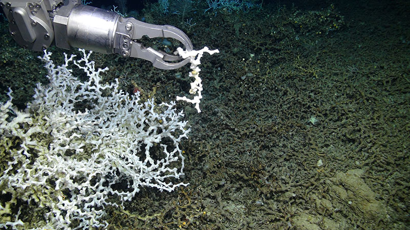 ROV Odysseus collecting a delicate fragment of the deep-sea coral Lophelia pertusa at 480 meters. The fragment was brought back alive to the surface and is currently being maintained in an aquarium culture for studies on coral reproduction.