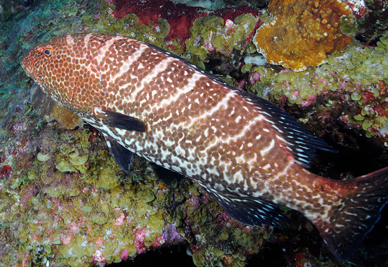 The Tiger Grouper, Mycteroperca tigris, prefers rocky habitat similar to that found in the Flower Garden Banks National Marine Sanctuary.