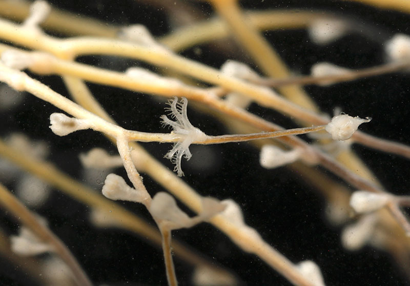Close up of a coral (Chrysogorgiidae) polyp with eight tentacles and pinules, seen during the Illuminating Biodiversity in Deep Waters of Puerto Rico 2022 expedition.