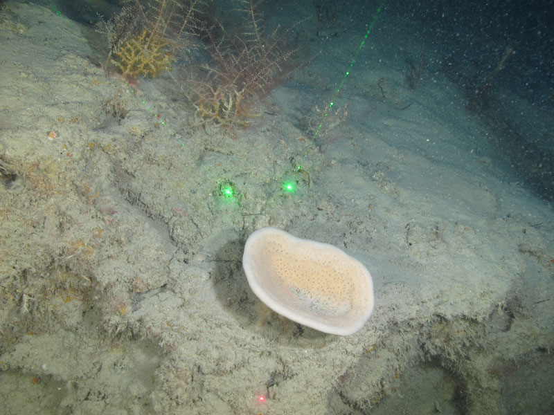 A sponge (Heteroscleromorpha) seen off southern Puerto Rico at a depth of 115 meters (377 feet) during Exploration of Deepwater Habitats off Puerto Rico and the U.S. Virgin Islands for Biotechnology Potential.