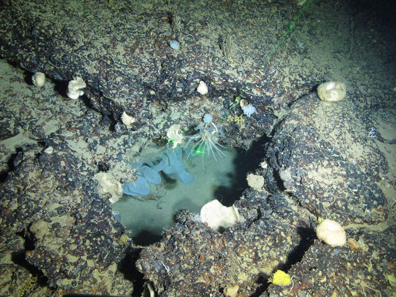 Habitat shot with a beautiful tubular glass sponge inside the crevice seen off southern Puerto Rico at a depth of 440 meters (1,444 feet) during Exploration of Deepwater Habitats off Puerto Rico and the U.S. Virgin Islands for Biotechnology Potential.