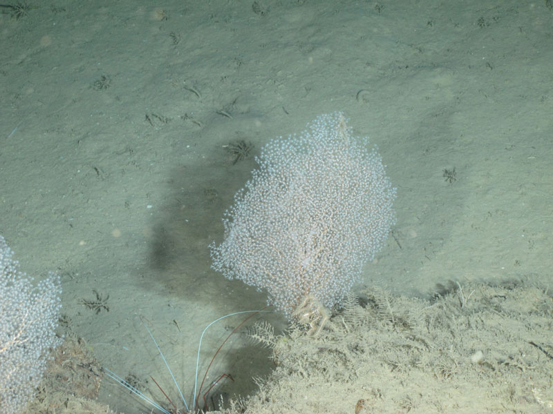 White, fine mesh sea fan with polyps (possibly Chrysogorgia elegans) seen off southern Puerto Rico at a depth of 468 meters (1,535 feet) during Exploration of Deepwater Habitats off Puerto Rico and the U.S. Virgin Islands for Biotechnology Potential.