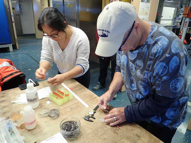 Emily Chen and Tracey Sutton (left to right) measure and take tissue samples for genetic analyses from deep-ocean fish collected with the Methot trawl during the Exploring Pelagic Biodiversity of the Gulf of Alaska and the Impact of Its Seamounts.