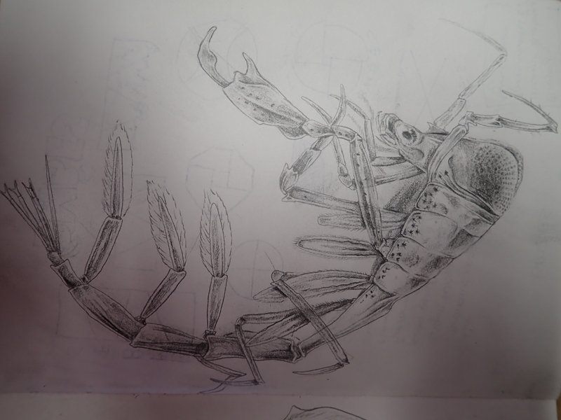 Sketch of a pram bug (Phronima sp.) by Nick Bezio. Pram bugs are parasitic amphipods that are often found living within a barrel of a previously devoured siphonophore, salp, or jellyfish. Fun fact: this animal was the inspiration for the xenomorph in the Alien franchise movies.