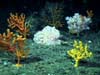 Deep sea coral landscape