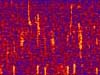 Humpback whale audio