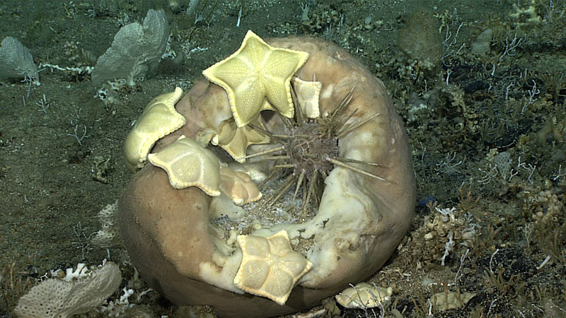 Eight “cookie stars” (Peltaster placenta and Plinthaster dentatus) and a sea urchin (Cidaris rugosa) were seen feeding on a large barrel sponge (Geodia) off the coast of  South Carolina during the Windows to the Deep 2019 expedition.