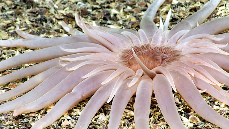 During Dive 04 of the second Voyage to the Ridge 2022 expedition, at a depth of 2,674 meters (1.66 miles), we encountered this beautiful burrowing anemone (order Actiniaria). It measured at least 20 centimeters (7.87 inches) across.