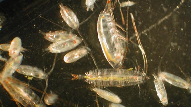 The tiny dots in Figure 3 are tiny zooplankton, difficult to see with the naked eye. Here some zooplankton are imaged under the microscope.
