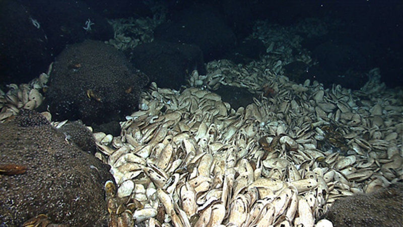 Extensive beds of the giant clam Calyptogena magnifica were in abundance at Tempus Fugit.