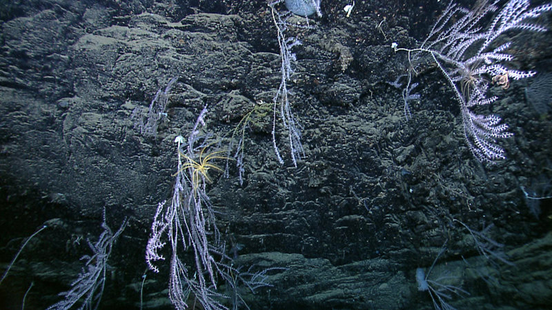 Bamboo corals (with an attached crinoid) on a scarp wall in the DeSoto Canyon area.