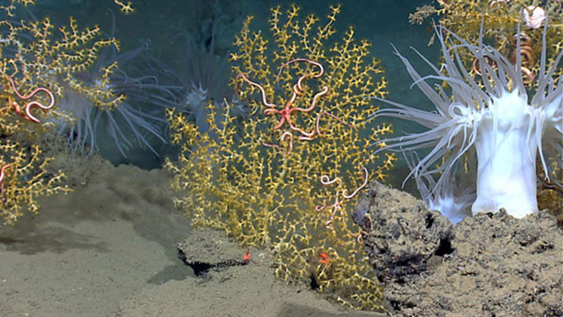 A brittlestar living on a paramuricid coral adjacent to a large white anemone.