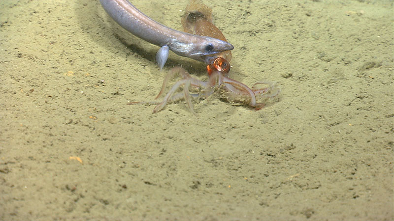 An eel unsuccessfully attacks a squid while it is resting on the seafloor in 750 meters waters.