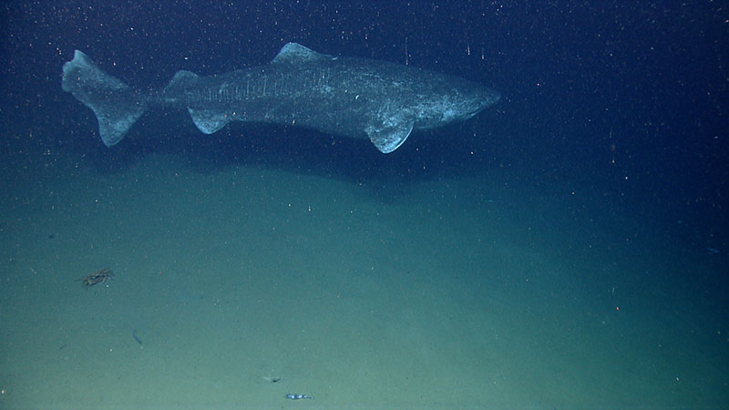 In the last couple minutes of the last dive of the field season, we found the largest fish we have ever encountered with the ROV, a Greenland Shark.