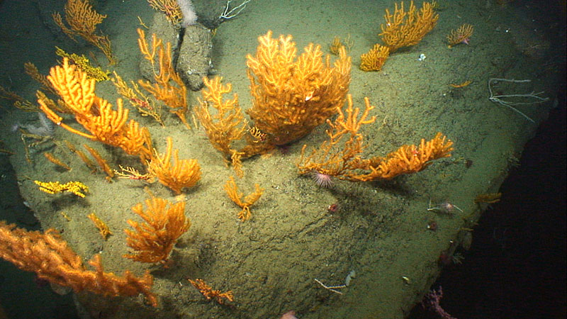 NOAA’s ROV, Deep Discoverer, examines a collection of deepwater corals on the western wall of Oceanographer Canyon.