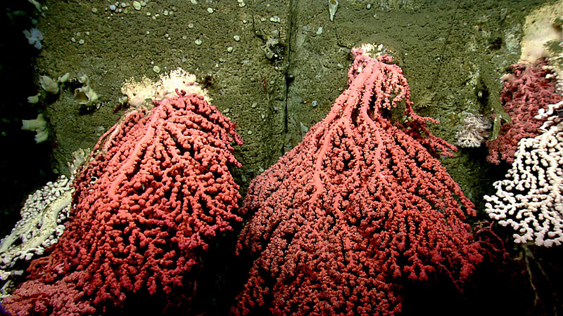 NOAA’s ROV Deep Discover, or D2 for short, explores an underwater “forest” of corals. It takes hundreds of years for corals to grow as big as the ones we found in Heezen Canyon. Some deepwater corals are believed to live as long as 4,000 years.