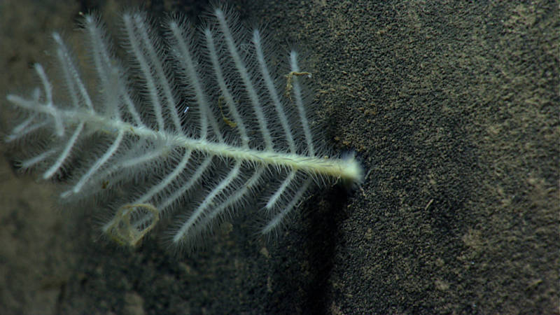 Sponges, including this carnivorous sponge, were one of the most abundant fauna during our Dive 10.