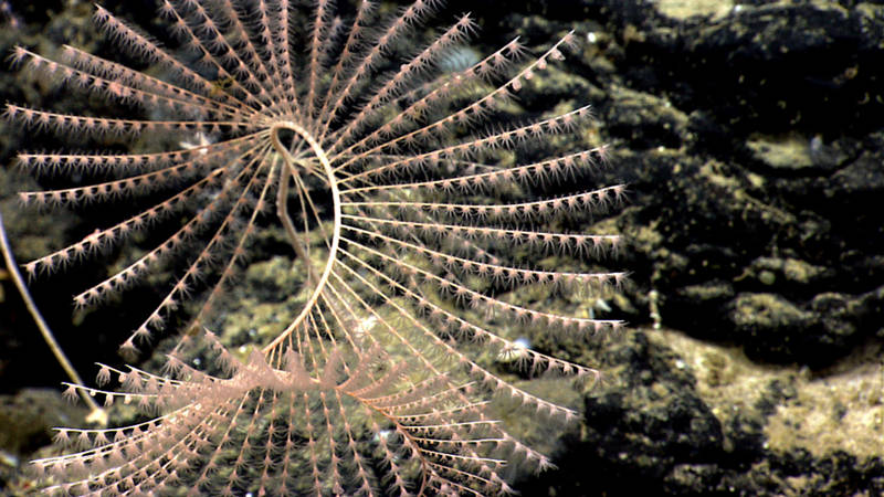 One of the most beautiful deep-sea corals, iridogorgia, creates large spirals as it grows.