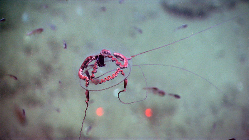 Here you can see some of the diagnostic features of C. welshi.