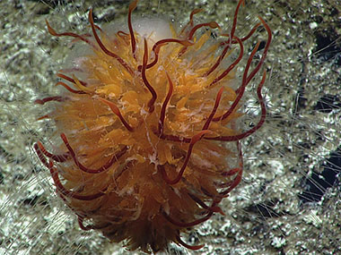 A dandelion siphonophore imaged in a submarine canyon north of French Frigate Shoals.