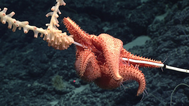 Highlight Images A predatory sea star slowly works its way up a bamboo coral on an unnamed seamount in the Papahānaumokuākea Marine National Monument.