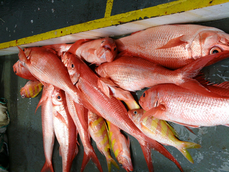 Mixed catch of Onaga, Etelis coruscans (solid color) and Gindai, Pristipomoides auricilla (barred).