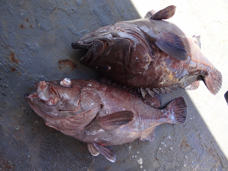 The Eight-banded Grouper, Epinephelus octofasciatus.