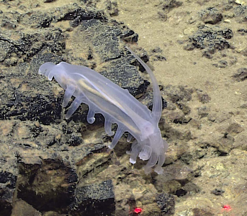 Translucent seapig with long antennae-like projections.