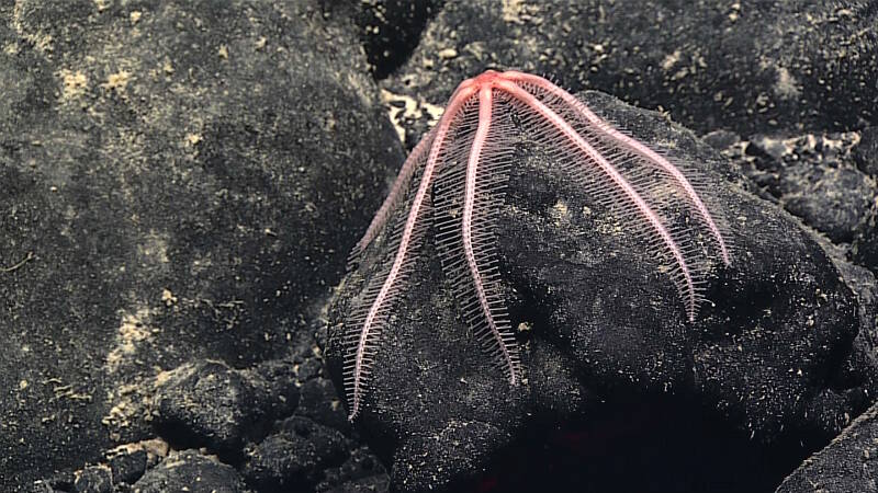 A brisingid sea star clings to a ferromanganese cobble. The cobble, and the associated sea star, were collected.