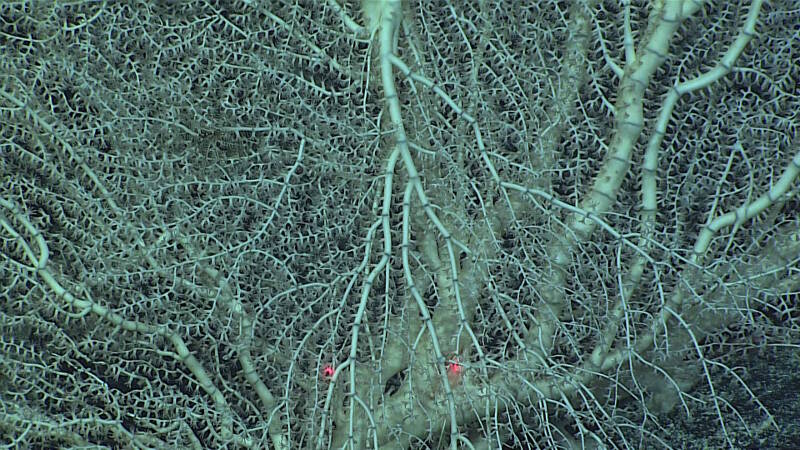 One bamboo coral observed at Carondelet Reef was truly a behemoth. Bamboo corals are named for their skeleton, which has alternating nodes and internodes resembling bamboo shoots. This particular individual was nearly three meters wide. Estimates of the age of this coral could be as high as 300 years old!