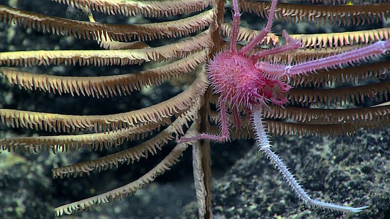 Close up of a chirostylid squat lobster perched on a black coral.