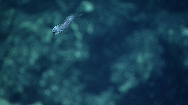 This snailfish was observed on the dive at 2,360 meters depth; snailfish were previously unknown from the region.