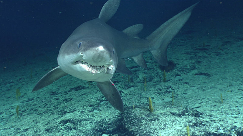 hatchetfish