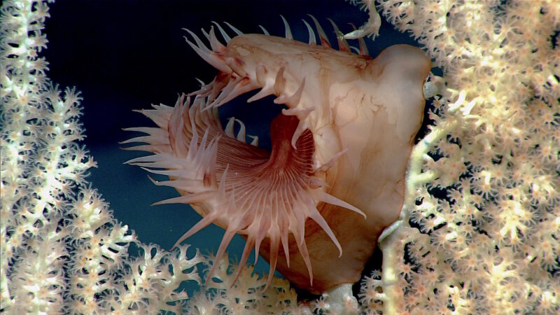 Venus flytrap anemone perched on a bamboo coral at Kingman Cone.