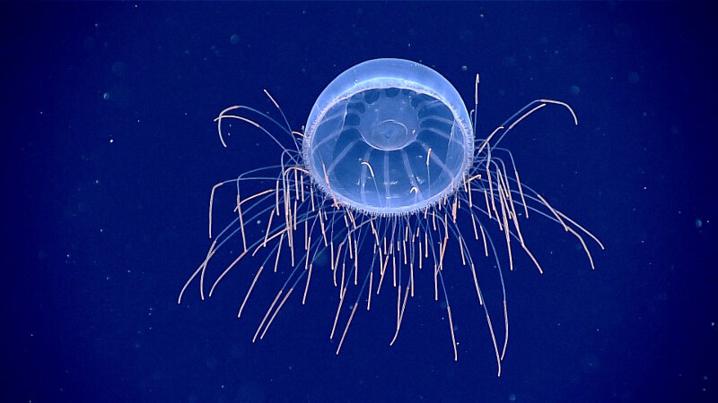 We found this hydromedusa, Halitrephes, at about 1,200 meters (3,935 feet) deep. The ends of its tentacles are packed with nematocysts (stinging cells), which make them appear especially bright. 