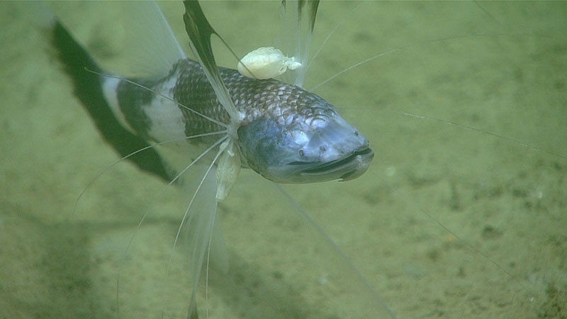The tripod fish, Bathypterois viridensis, with parasitic isopods attached to two of its fins. Tripod fishes rest on the seafloor on the tips of elongated rays of their pelvic and lower caudal fins. They use the elongated rays of their pectoral fins as sensory “antennae” that project out and forward as the fish sits facing into the current.