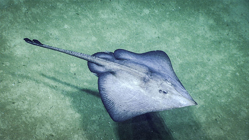 Male skate (Fenestraja sp.) with attached parasitic isopod seen towards the beginning of the dive.