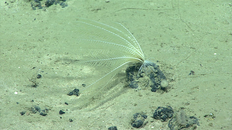 This feather star of family Antedonidae was imaged around 3,404 meters (11,167 feet) during the second dive at Blake Ridge of the Windows to the Deep 2018 expedition. This might be a new depth record for the Atlantic Ocean.