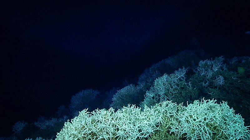 Large amounts of Lophelia pertusa, stony coral, found at the top of the crest of Richardson Ridge during Dive 07 of the Windows to the Deep 2018 expedition. Rubble of this species also appeared to form the mounds found in this region.