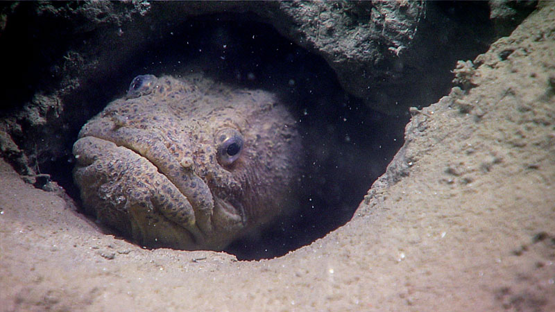 This unidentified fish was seen in a burrow during Dive 15 of the Windows to the Deep 2018 expedition.