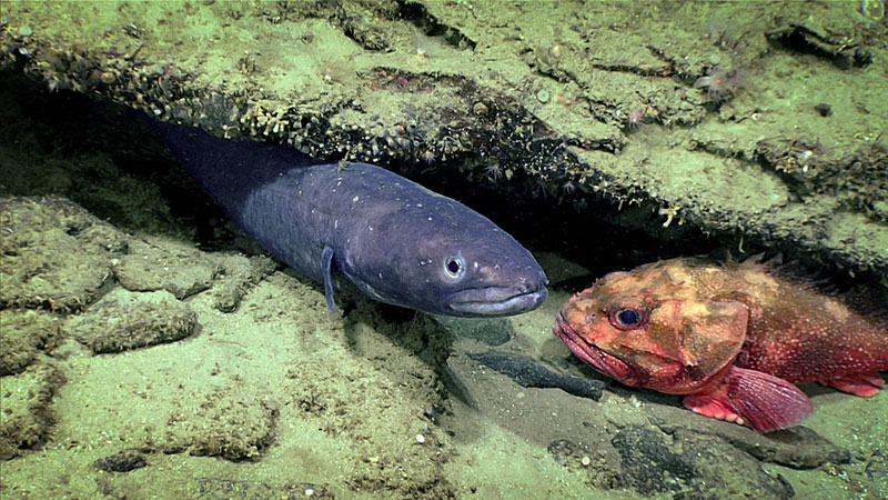 Two fish, a conger eel, and a scorpion fish inhabit an overhang encrusted with small anemones.