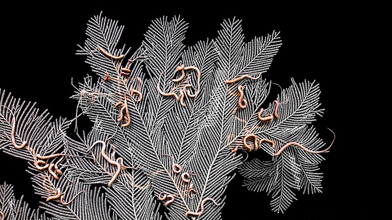 This octocoral (sea fan) with many brittle star associates was seen during dive 2 of the Océanos Profundo 2018 expedition.
