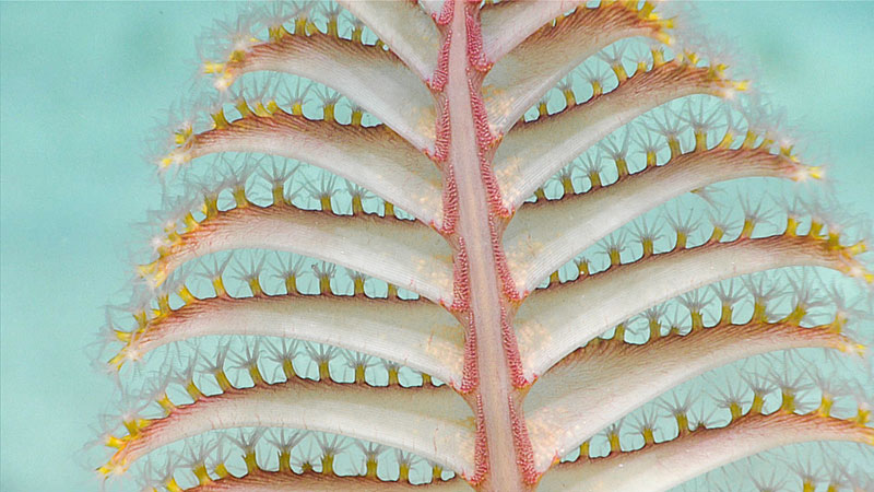 This sea pen was seen during dive 2 of the Océanos Profundo 2018 expedition.