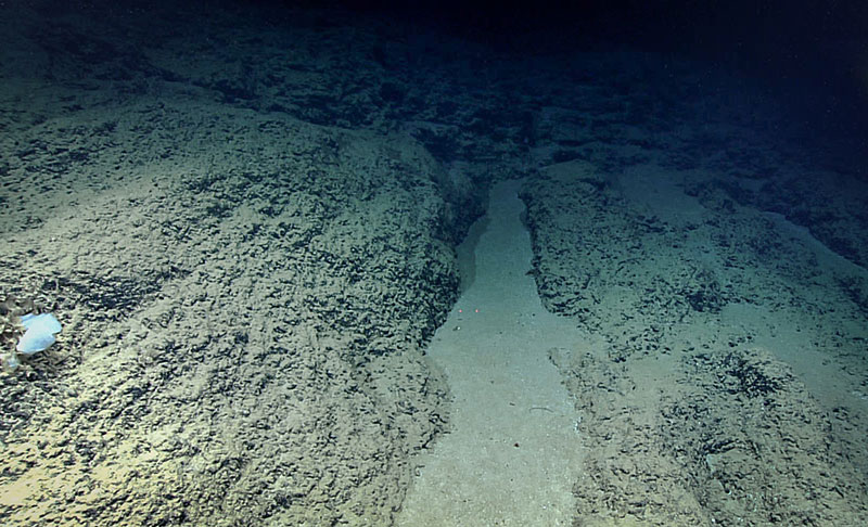 The substrate consisted mostly of ferromanganese-coated rocks  draped heavily with soft sediment.