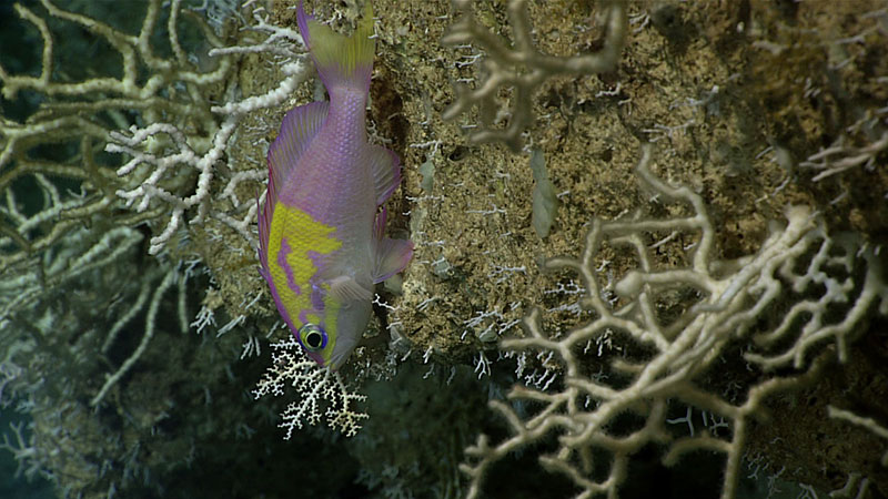 Roughtongue bass Pronotogrammus martinicensis seen next to to stylasterid corals during Dive 15.