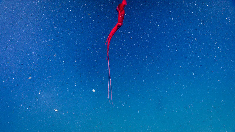 Red, white, and blue: A squid (<em>Magnoteuthis magna</em>), common below 1,000 meters (3,280 feet) along the Northeastern coast of the United States, drifts along in the water column.