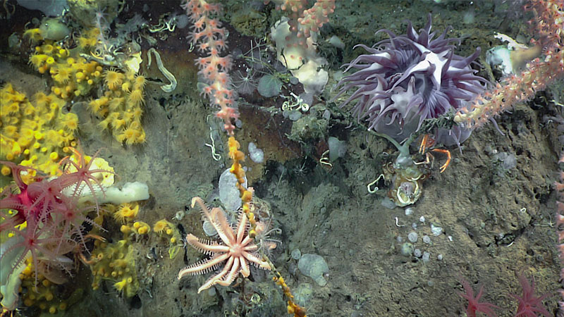 Close-up view of a diverse assemblage documented on dive 1 inside the Gully Canyon, including bamboo corals, zoanthids, encrusting demosponges, hydroids, an anemone, a Freyella elegans seastar, and a squat lobster.