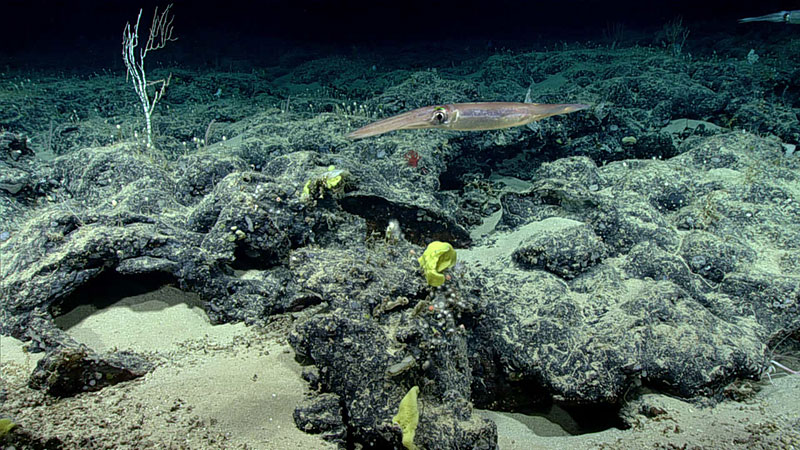 Sponges and squid, as seen here, were quite prevalent during Dive 08 of the 2019 Southeastern U.S. Deep-sea Exploration.
