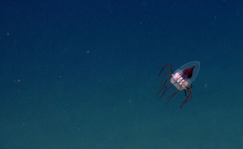 Unusual jellyfish off northeast coast of the United States.